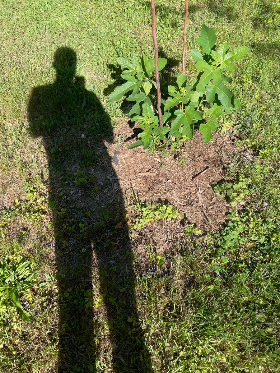 Fig out of garden