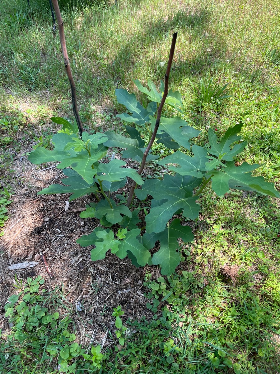 Fig out of garden