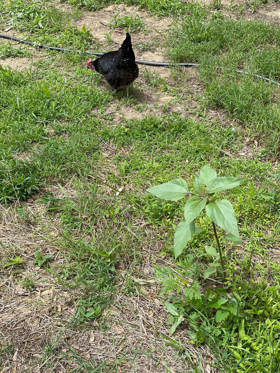 Sunflower 2026