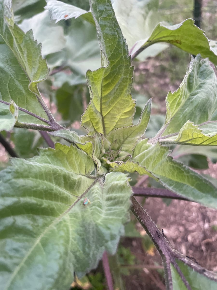 Sunflower 2026
