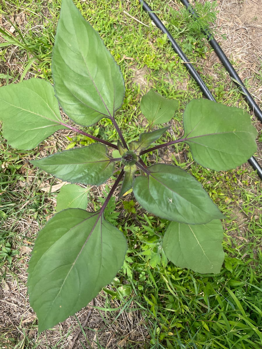 Sunflower 2026