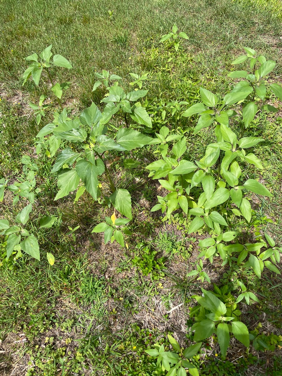 Sunflower 2026