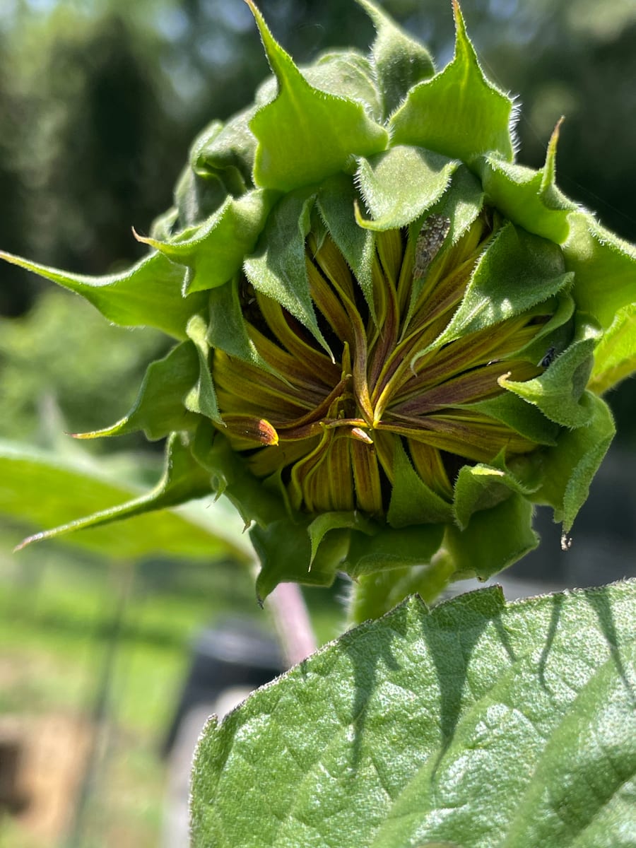 Sunflower 2026