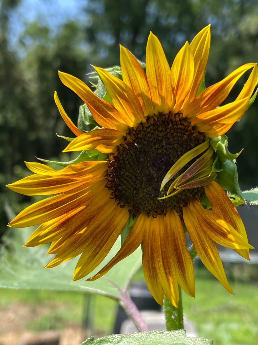 Sunflower 2026